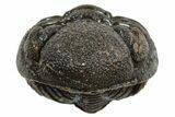 Long Partially Enrolled Morocops Trilobite - Morocco #296634-2